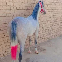 مادیان یکسر عرب|اسب و تجهیزات اسب‌سواری|اصفهان, شهرستان|دیوار