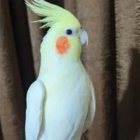 عروس هلندی ماده