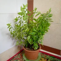 گل های آپارتمانی