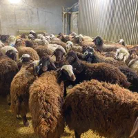 فروش بره افشار درجه یک|حیوانات مزرعه|اصفهان, جلوان|دیوار