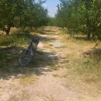 فروش باغ سردرختی 40 من