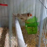 فروش مرغ عشق وفنج|پرنده|سمنان, |دیوار