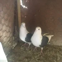 کفتر|پرنده|یزد, |دیوار