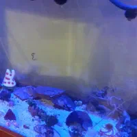 اکواریوم|ماهی|تهران, هفت حوض|دیوار