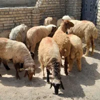 گوسفند مطفل