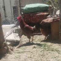 خروس رسمی
