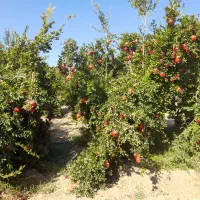 اجاره میوه باغ انار|اجارهٔ دفتر صنعتی، کشاورزی، تجاری|فسا, |دیوار