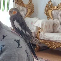 عروسی هلندی