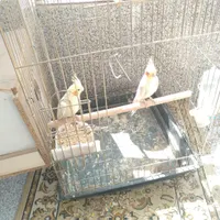 عروس هلندی