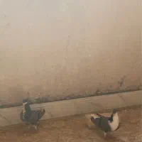 دمگیر دولا و دوبحر|پرنده|برخوار, |دیوار