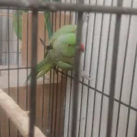 طوطی سبز (ملنگو)