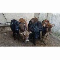 چند راس گوساله ماده