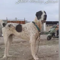 واگذاری جفت البای نرو ماده.خواستارسگ