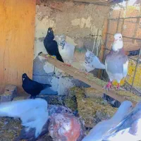 کفتر ملقی|پرنده|بم, |دیوار