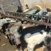 کهر گیسه بز خود بندرعباس با قصابی رایگان|حیوانات مزرعه|بندرعباس, |دیوار