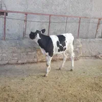 گوساله هلشتاین