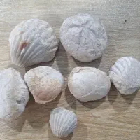 فسیل صدف و ستاره‌ دریایی