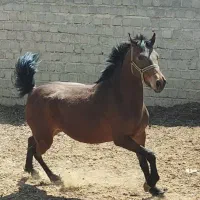 مادیان و کره مادیان نژاد کورد