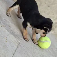 سگ دوبرمن مینیاتوری پینچر|سگ|کرمانشاه, |دیوار