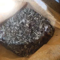 پیاز زعفران