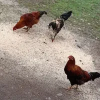 خروس یکساله بسیار سالم و تمیز|حیوانات مزرعه|شفت, |دیوار