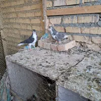 کبوتر ماده پرشی|پرنده|تربت‌حیدریه, بالا ولایت|دیوار