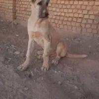 توله اصل خراسانی|سگ|شیراز, شهرک قمشه|دیوار