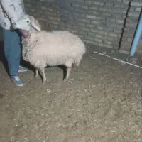 فروش یک میش چاق|حیوانات مزرعه|میان ولایت, |دیوار