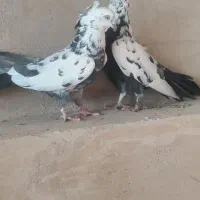 کبوتر پر|پرنده|فرخ‌شهر, |دیوار