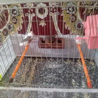 4عدد فنج با قفس و وسایل ها