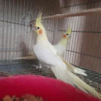 ۴عدد جوجه عروس هلندی دونخور دستی|پرنده|خمینی‌شهر, |دیوار