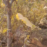 ملک وخانه در مکان ییلاق ساروج بلاغ