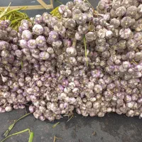 سیر طارم به شرط