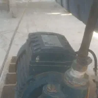 کوتر یک اسب سالم