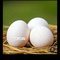 تخم بوقلمون