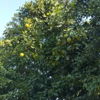 نارنج سردرختی