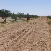 علف زدن با موتور  علف زن تمیز