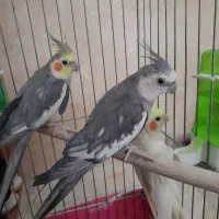۳ عدد عروس هلندی نر