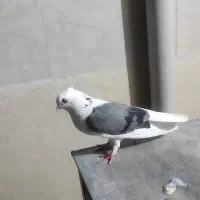 فروشی آگهی بخونید اول