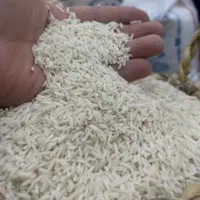 برنج هاشمی درجه ۱