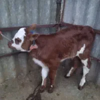 گوساله نر سیمینتال|حیوانات مزرعه|شفت, |دیوار