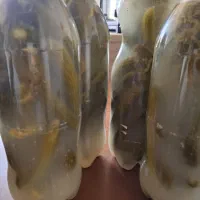 خیارشور