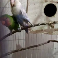 جفت طوطی برزیلی با قفس