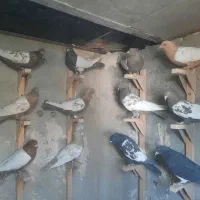 کبوتر ماده|پرنده|مرودشت, بیست متری بیمارستان|دیوار