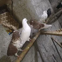 کبوتر های پرشی ساعت بالا