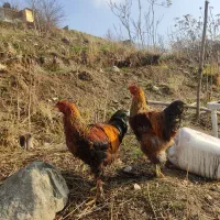 خروس برهما شیش ماه جوان و درشت تغذیه با بهترین دان