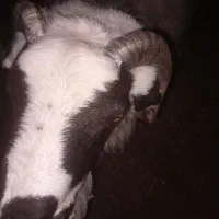 بره نر چاق کیلویی ۴۰۰|حیوانات مزرعه|رفسنجان, |دیوار