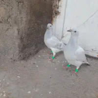 فروش دوتا جوجه  کرمونی و کرباتی کاکلی|پرنده|زاوه, |دیوار