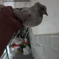 تعدادی ۲۰کفتر تیرماهی به فروش می‌رسد