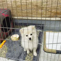 پامر روباهی